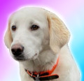 LuckyLucy avatar